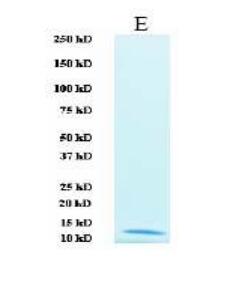 Envelope (West Nile Virus) protein